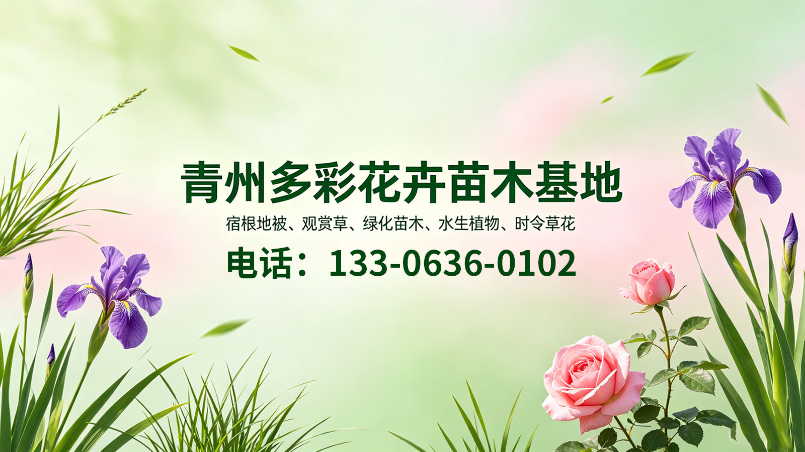 2026精选：青州地被石竹,委陵菜基地哪家好好评推荐