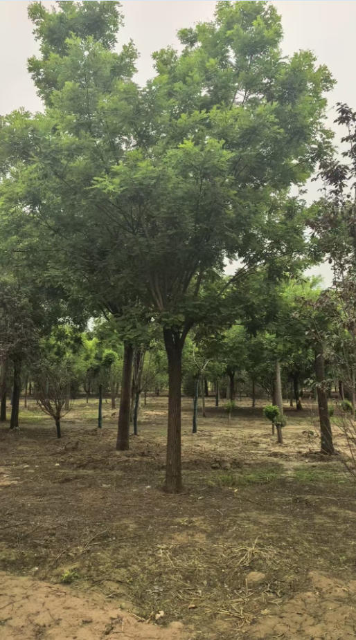 苗木产区精品绚丽海棠大树价格走势：原生绚丽海棠基地苗生产厂家哪家好？2026年采购决策与综合评价指南
