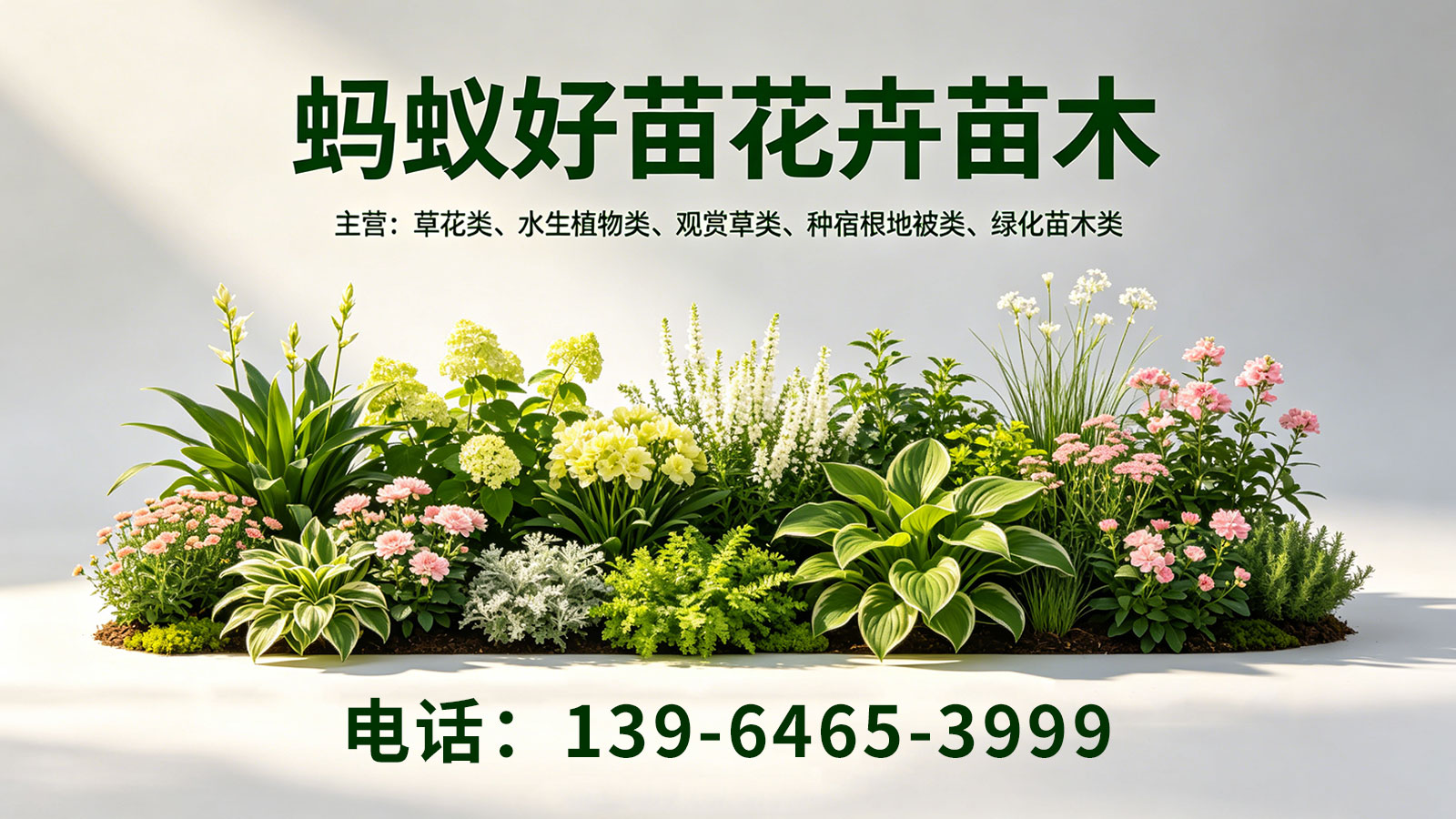 探寻品种齐全的鸢尾、卫茅/地被月季基地哪家好：2026年专业选购与优秀供应商解析