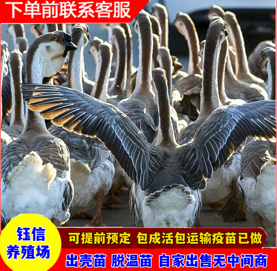 2026解析：有实力的小鹅苗,雁鹅苗厂家TOP五大推荐榜单解读