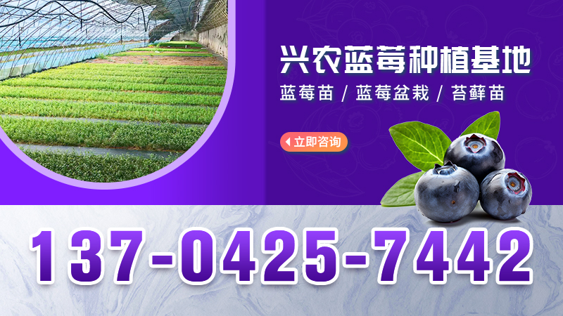 2026精选：正规的绿宝石蓝莓苗种植基地,德雷珀蓝莓苗种植基地哪里有榜单