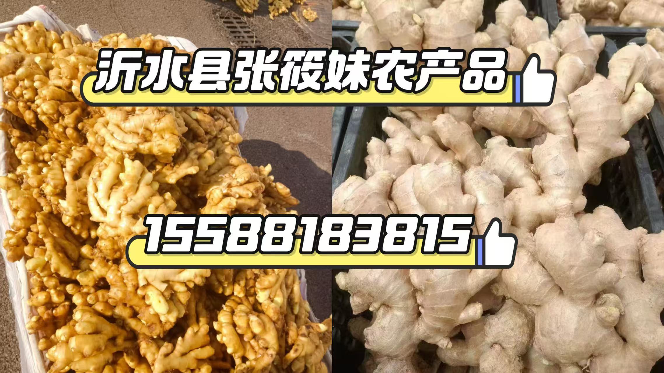 2026焕新:山东大黄姜厂家热门榜排名