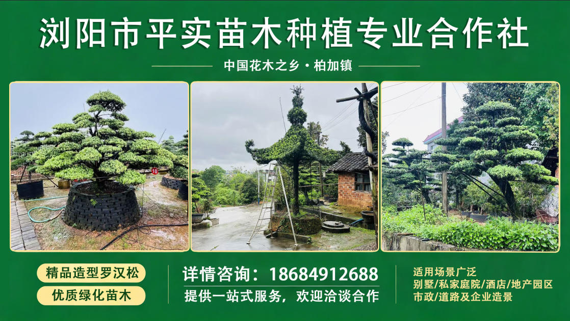 2026年性价比之选:别墅异型罗汉松地址口碑力荐