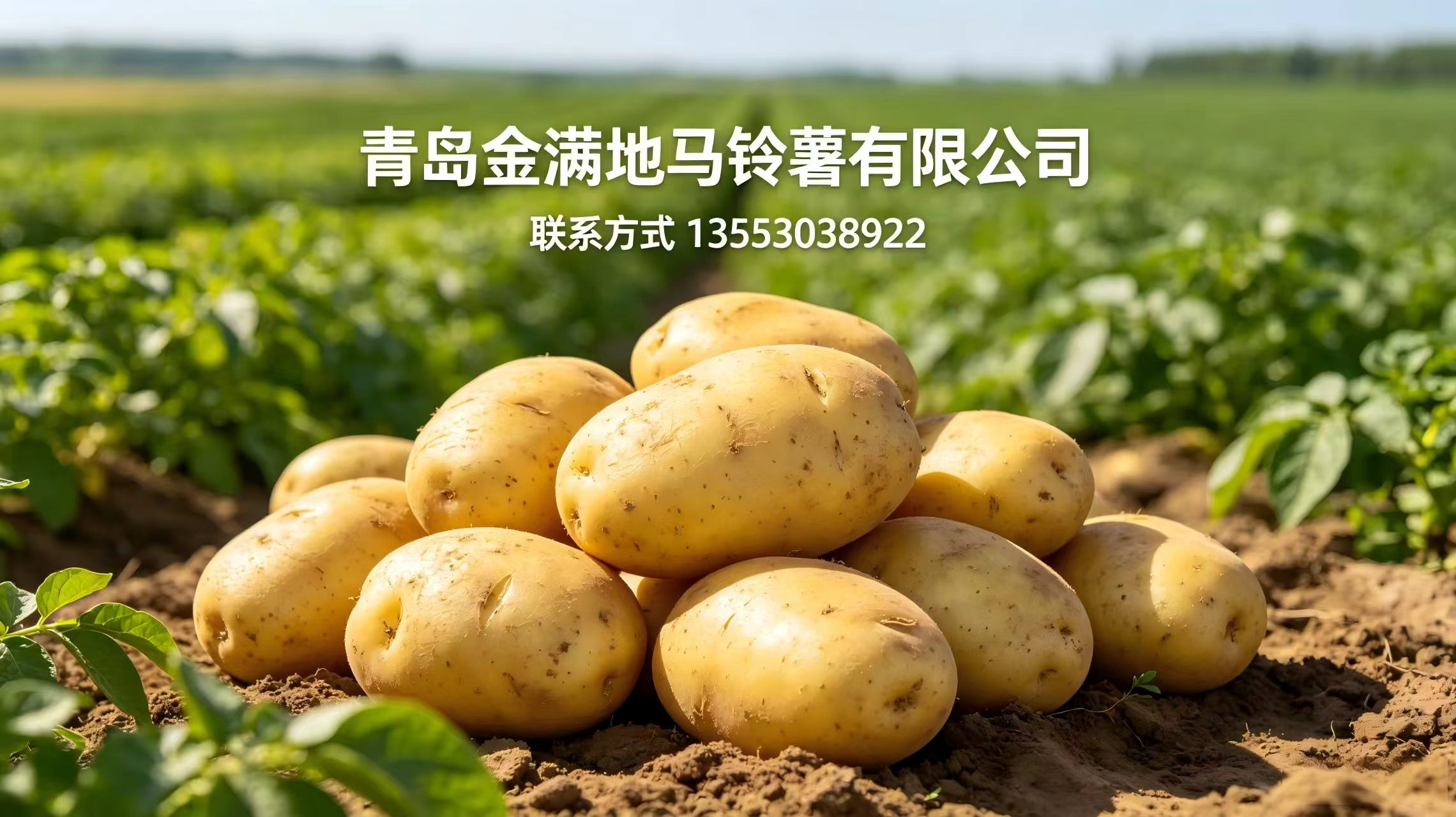 2026精选：青岛马铃薯种子,荷兰十五种子厂家直销五家企业升级必选