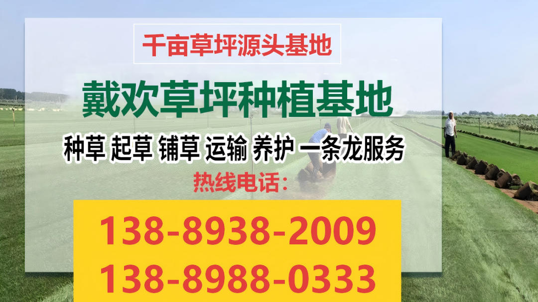 吉林早熟禾草皮、地毯草皮联系电话哪家好？2026年东北草坪采购深度评测与源头企业推荐指南
