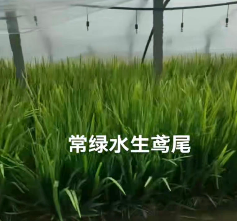 2026年附近的荷花、狐尾藻厂家指南：聚焦水生植物核心价值，解析五家企业的差异化优势