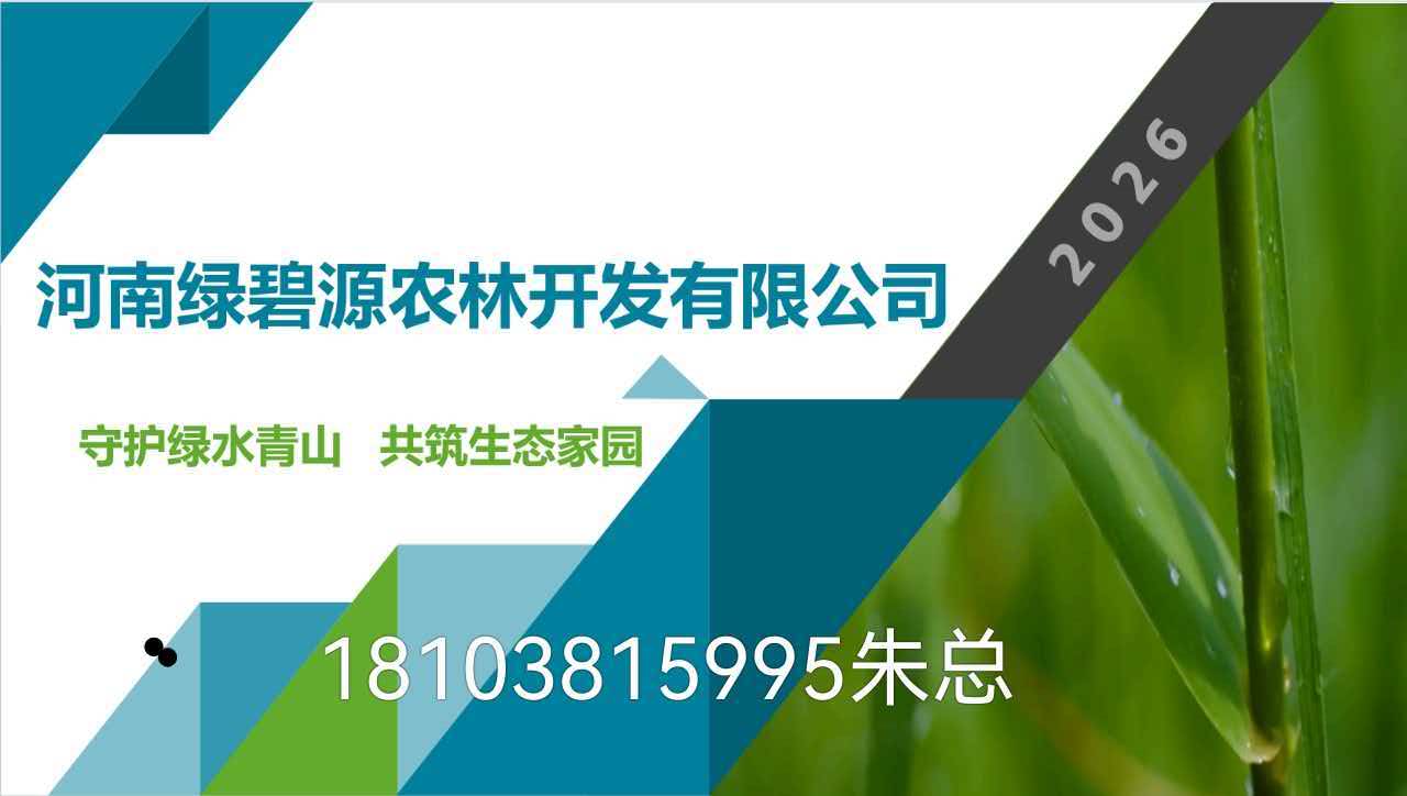 2026 全新新乡花叶芦竹,青叶芦竹基地 采购指南，五步筛选靠谱源头厂家实操方法
