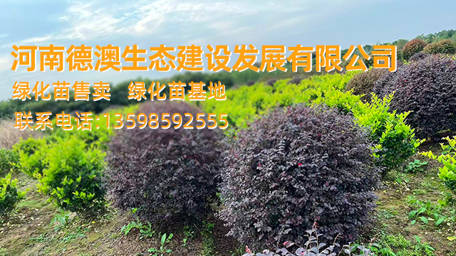 2026解析：优质的乡村绿化苗公司哪家靠谱怎么选