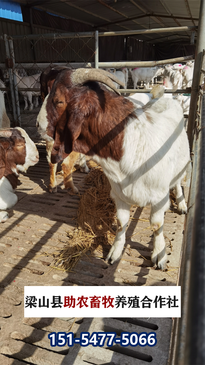 2026焕新:诚信的青山羊/波尔山羊母羊养殖场榜单哪家好