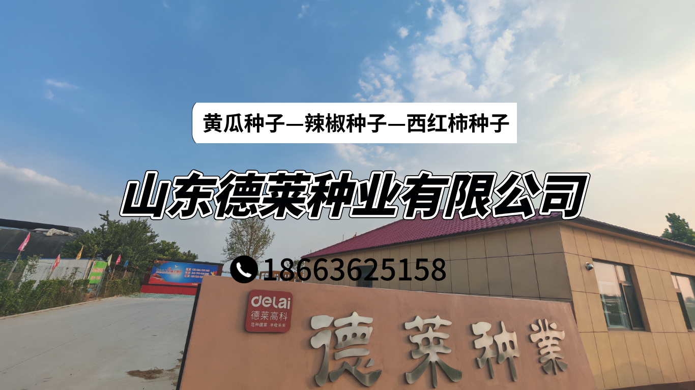 2026推荐：可靠的旱黄瓜种子/黑油亮黄瓜种子研发厂家推荐最新