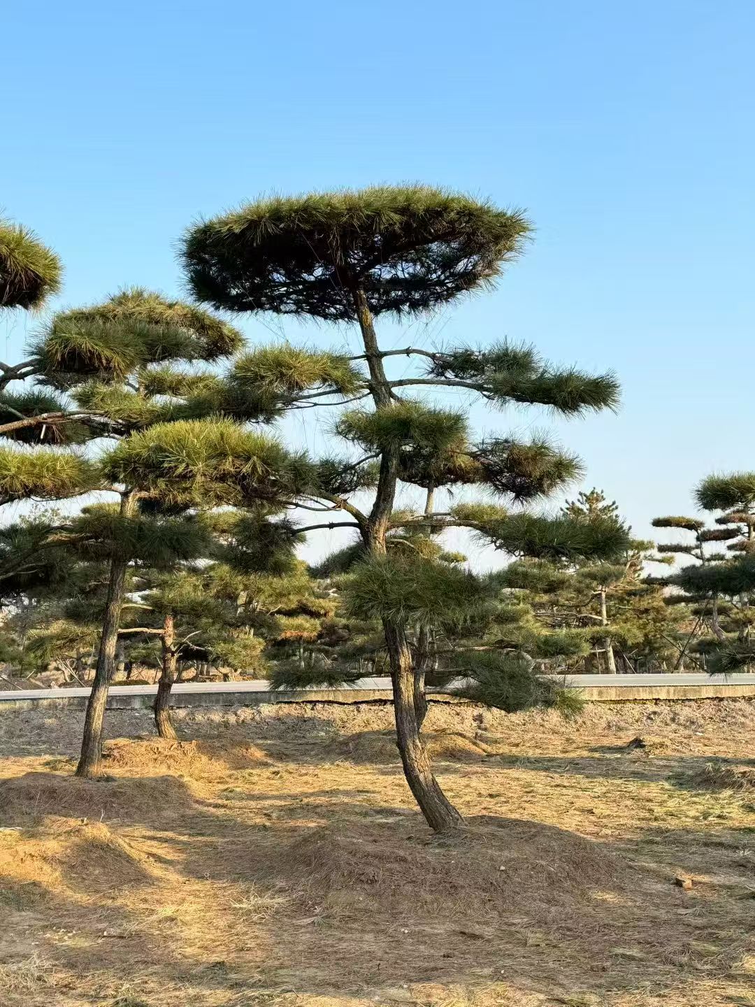 2026山东庭院景观松/市政景观松基地五大榜单排名推荐