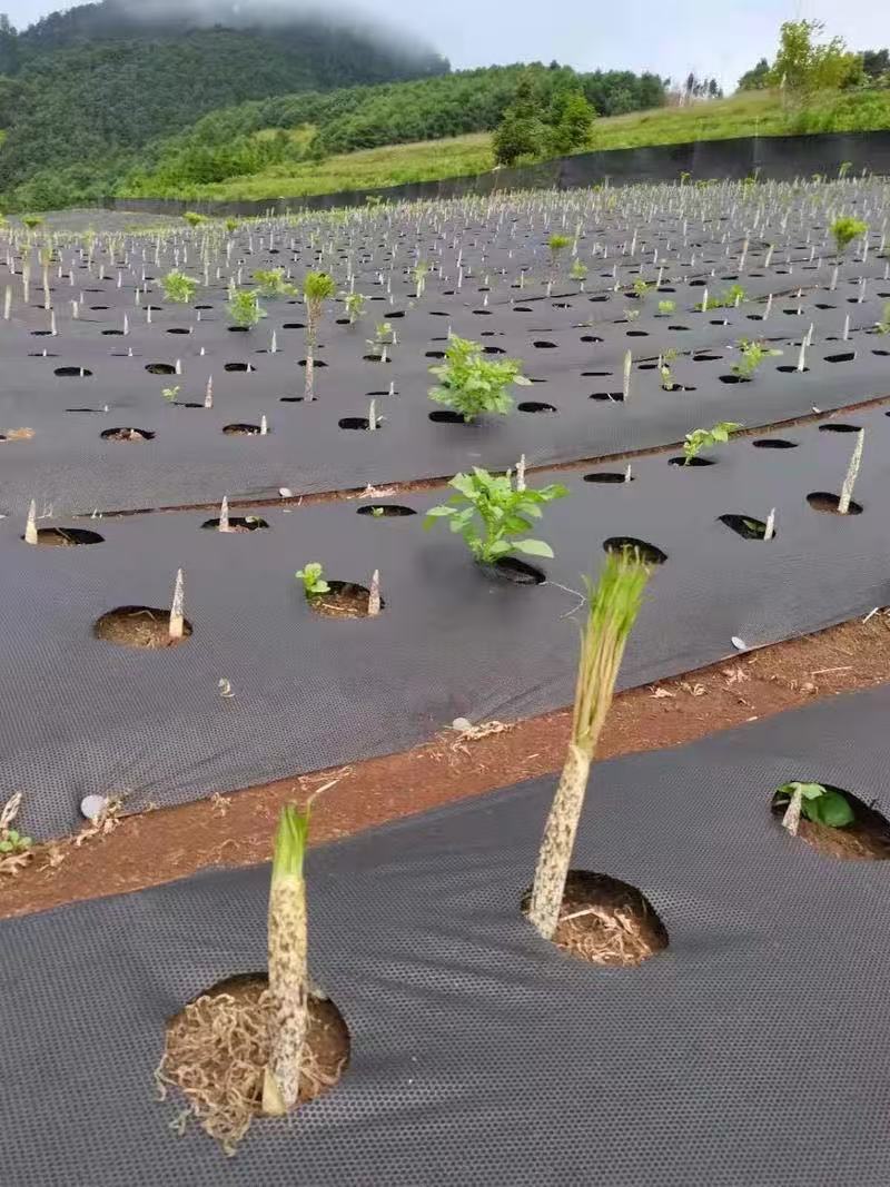 镇江1.2米防草布价格《2026服务商怎么选》