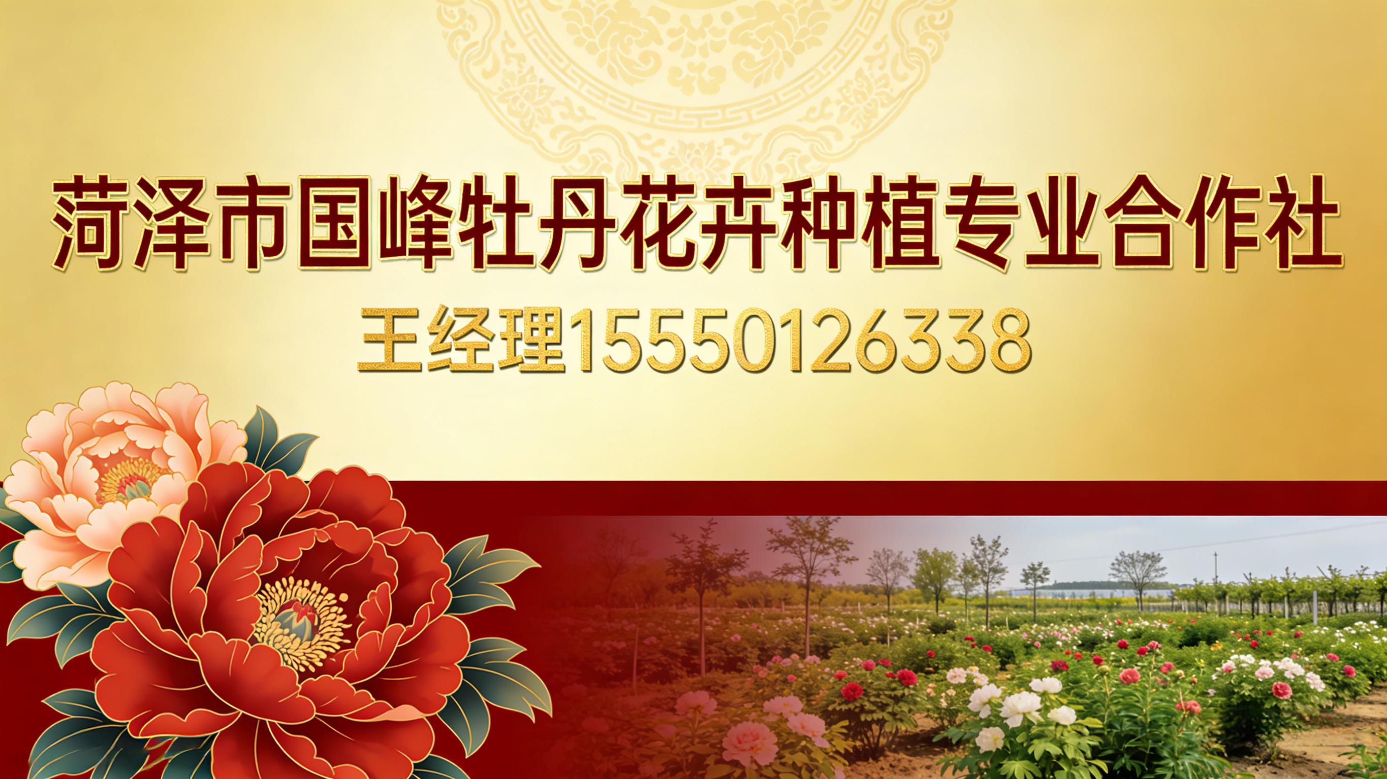 2026解析：精选双层牡丹,牡丹绿化苗批发厂家推荐榜单盘点