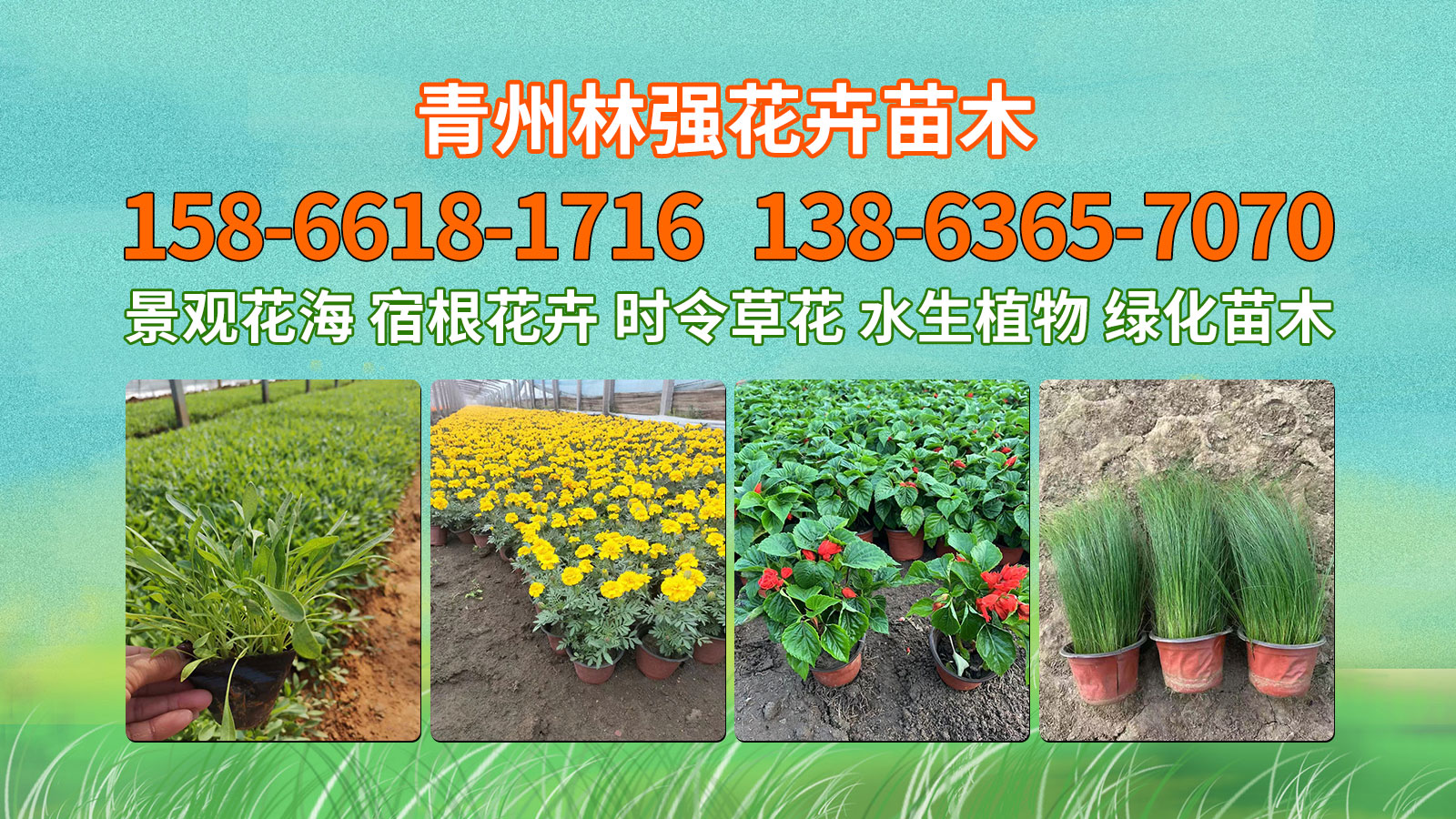 2026解析：优质的毛冠草穴盘苗/丹麦翠菊穴盘苗基地排名最新盘点