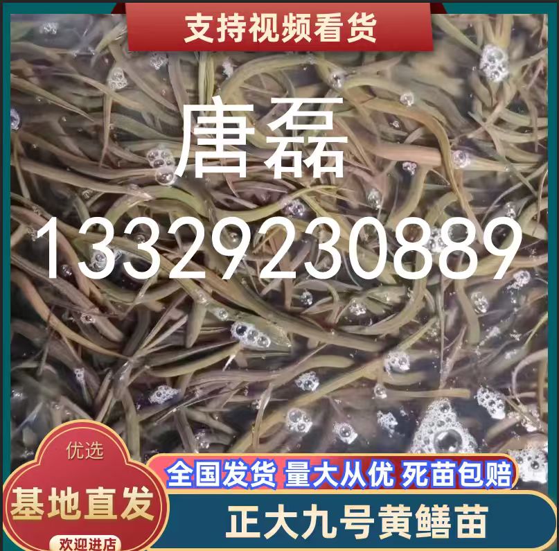 安徽省宣城市鳝鱼苗养殖推荐公司