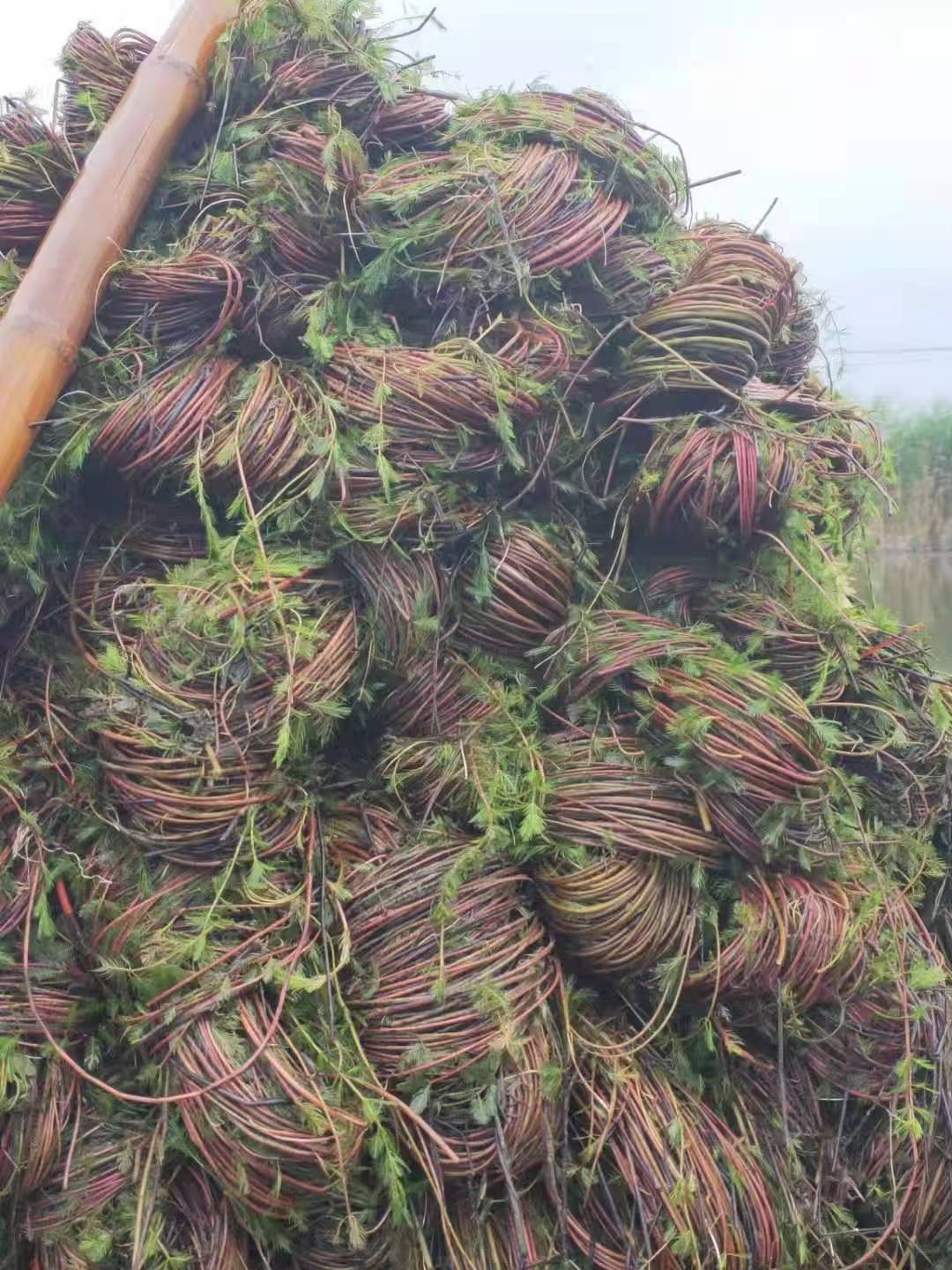 2026评价高的生态绿化浮岛,莲藕种苗厂家必入推荐