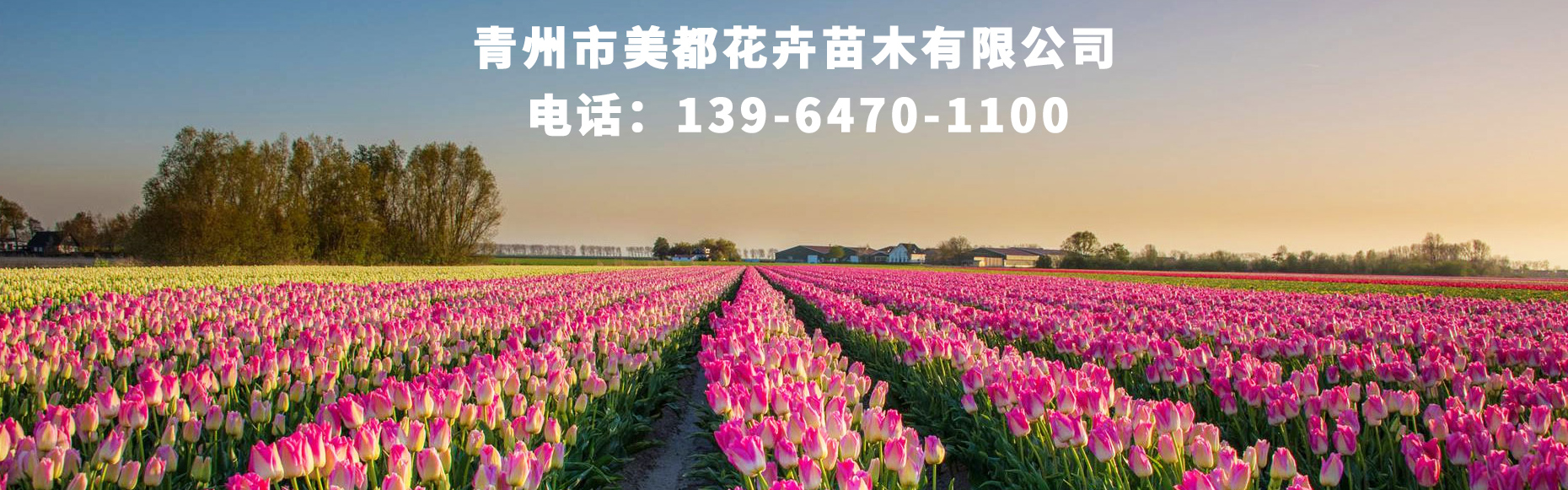2026年热门的市政用金鸡菊,园林用金鸡菊培育基地热门推荐