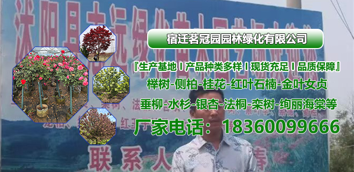 2026年甄选:专业的旱柳,紫叶碧桃哪家好严选推荐