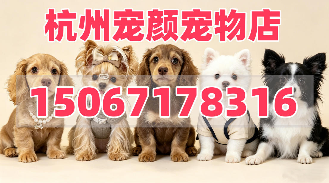 2026年焕新:行业内买马尔泰,买长毛腊肠狗哪家可靠升级推荐