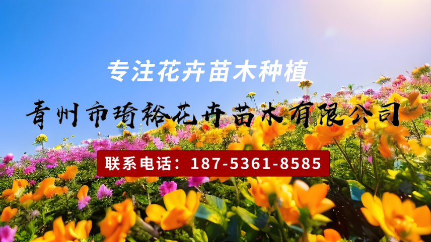 2026解析：比较好的绿化用绿叶榆叶梅,绿叶榆叶梅容器苗种植基地热门推荐